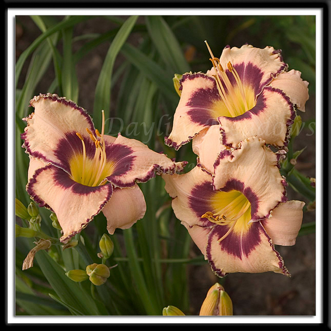 Daylily Juke Box Money Alternate Image